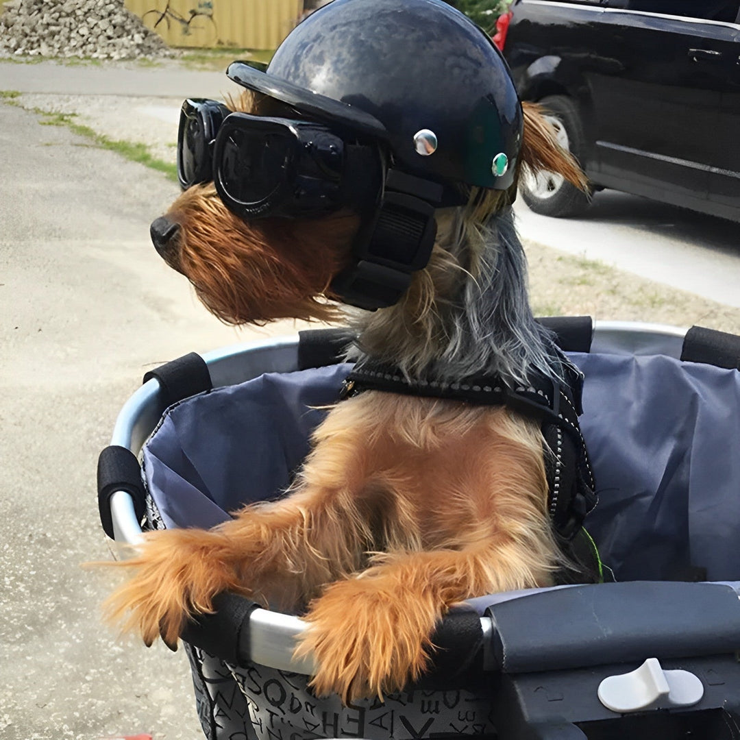 Kask i okulary ochronne dla psów – Modne i bezpieczne