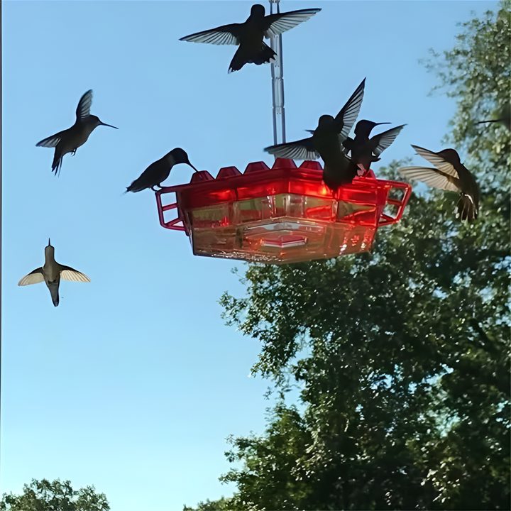 Karmnik dla kolibrów odporny na mrówki