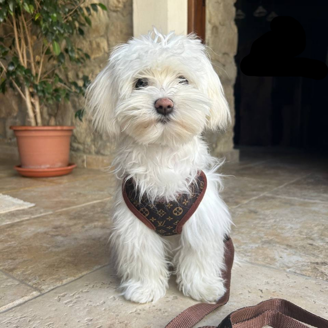 Zestaw Szelek i Smyczy – PawLuxe