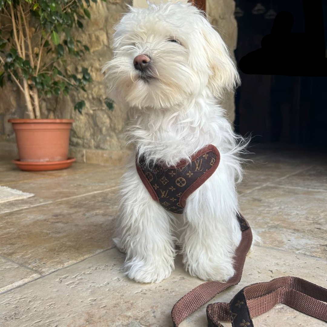 Zestaw Szelek i Smyczy – PawLuxe