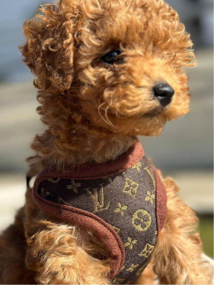 Zestaw Szelek i Smyczy – PawLuxe