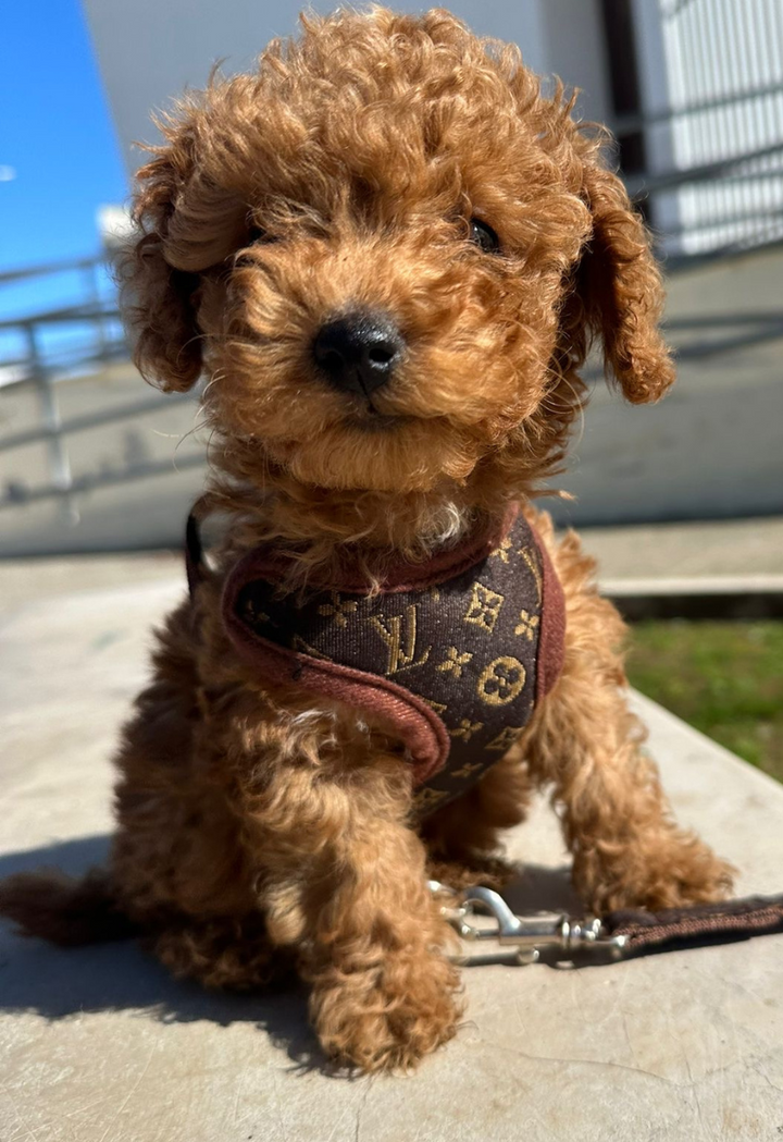 Zestaw Szelek i Smyczy – PawLuxe