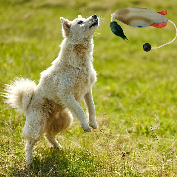 Mallard Retriever – Trwała Plastikowa Zabawka Treningowa w Kształcie Kaczki